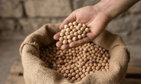 Premium Kabuli Chickpeas
