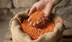 Red Lentils