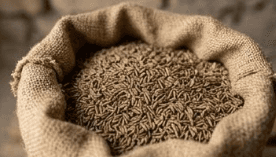 High-Oil Cumin Seeds